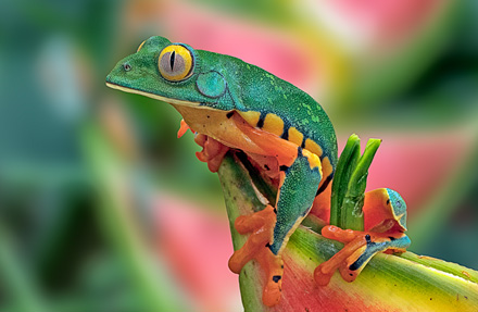 Barred Leaf Frog 