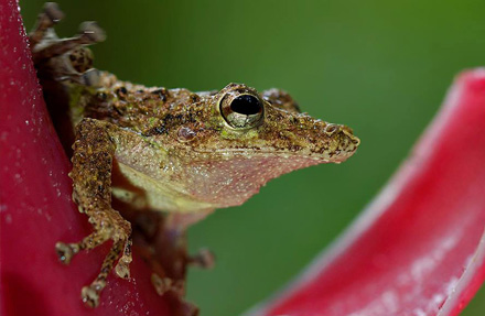 Boulengers Treefrog 