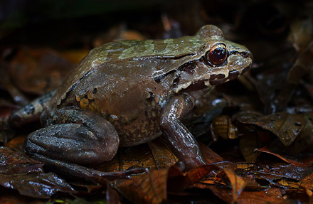 Savages Bull Frog 