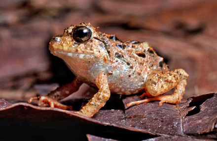 Pacific broad litter Frog