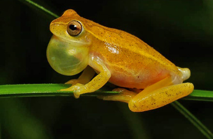 Small headed tree frog