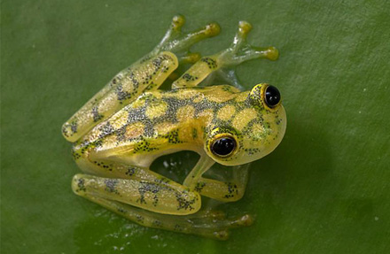 Emerald Glass Frog 