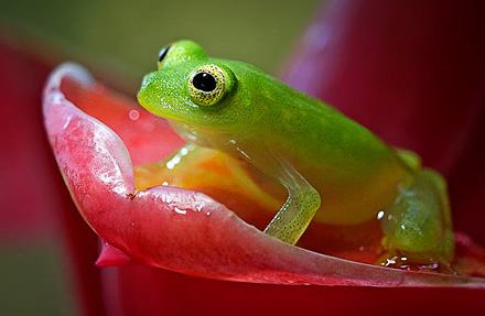 Fleischmanns Glass Frog 