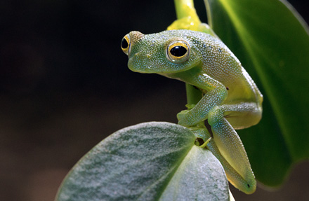 Granular Glass Frog 