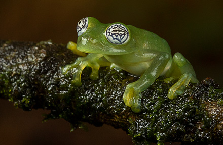 Ghost Glass Frog 