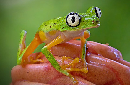 Lemur Treefrog 