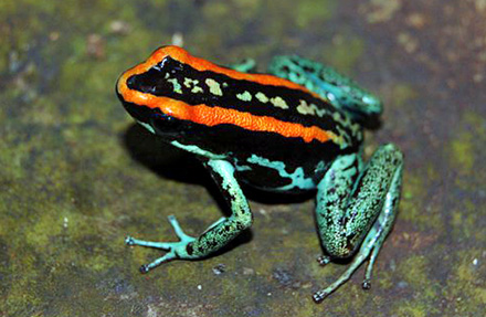 Golfo Dulce Poison Frog