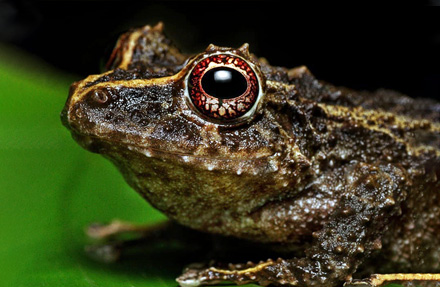 Golden spotted rain Frog