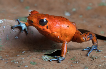 Strawberry poison - Dart frog 