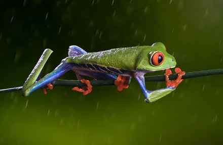 Red Eyed Frog 