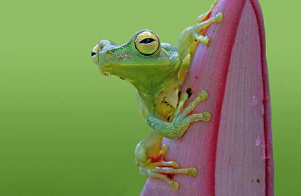 Red Weebed Tree Frog 