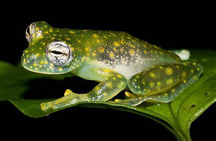 Cascade Glass Frog