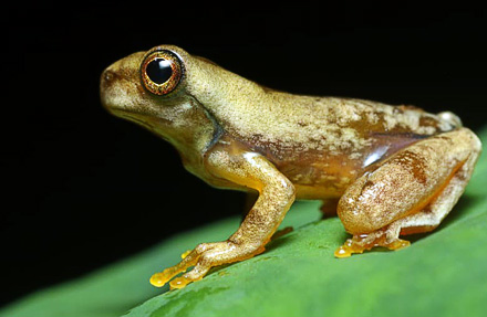 Swamp tree Frog