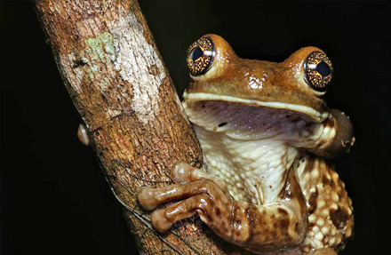 Milk Frog