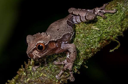 Spiny-headed Treefrog 