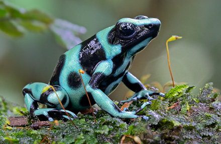 Green & Black Poison Frog 