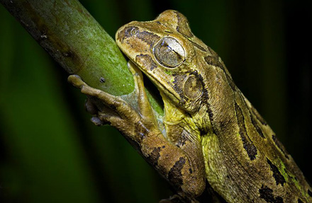 Common Mexican Treefrog 