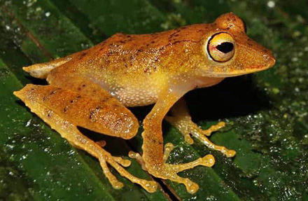 Leaf breeding rain Frog