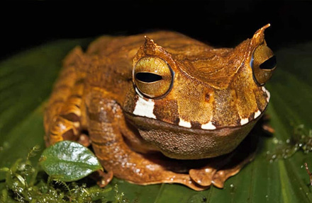 Horned marsupial Frog