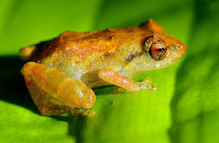 Common Tink Frog 