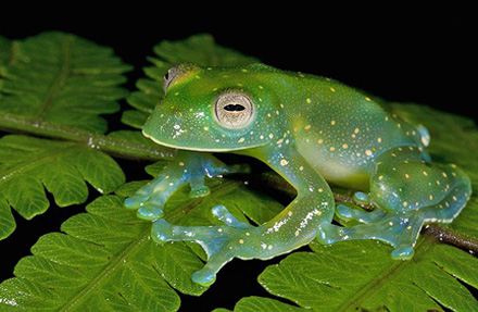 Slope-snouted Glass frog 