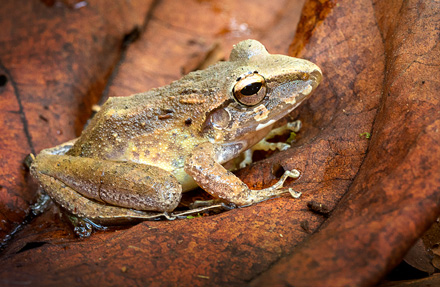 Common Rain Frog 