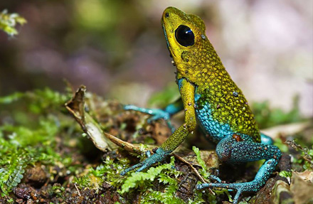 Granular Poison Frog