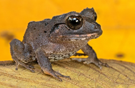 Craugastor megacephalus