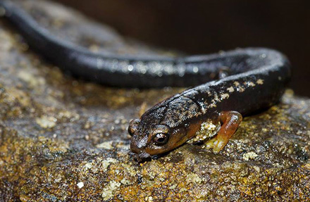 Brow Salamander 