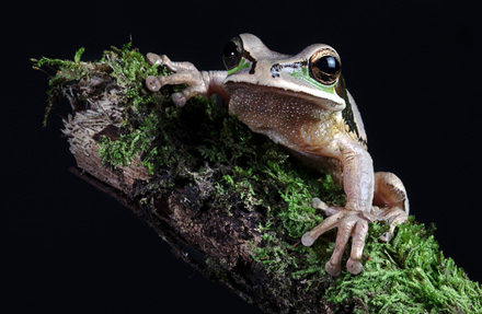 Masked Tree Frog 