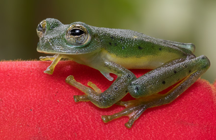 Nicaragua Giant Glass Frog