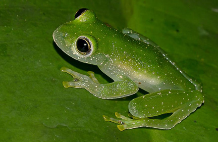 Speckled Glass Frog 