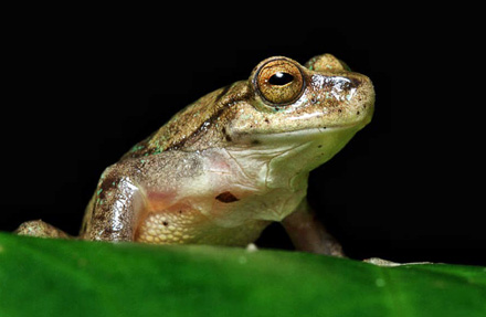 Mountain stream tree frog