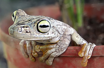 Gladiator Treefrog 