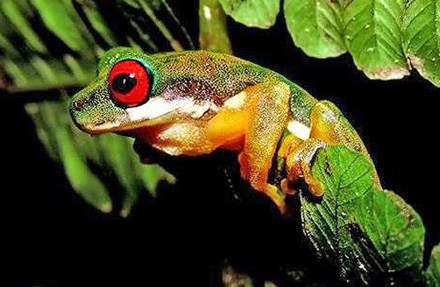 White-Bellied Stream Frog 