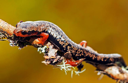 Yellow-dotted Salamander 