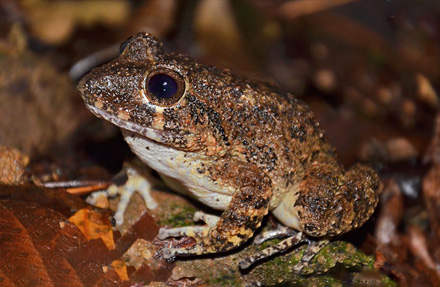 Golfito Robber Frog 