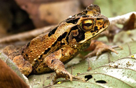 Gulf Coast Toad 