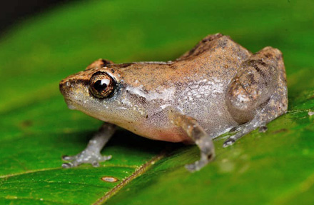 Pacific Dink Frog