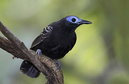 Bare-crowned Antbird 
