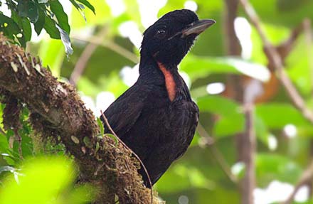 Bare-necked Umbrellabird 