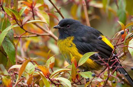 Black-and-yellow Silky-Flycatcher 