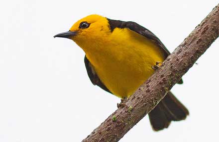 Black-and-yellow Tanager 