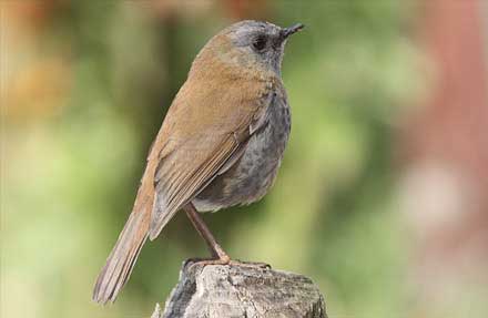 Black-billed Nightingale-Thrush 