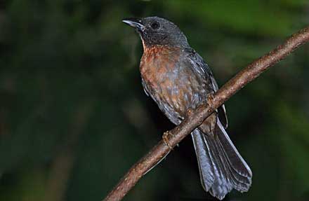 Black-cheeked Ant-Tanager 