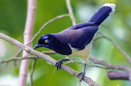 Black-chested Jay 