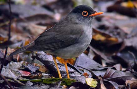 Black-headed Nightingale-Thrush 