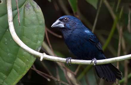 Blue-black Grosbeak 