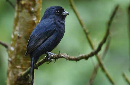 Blue Seedeater 