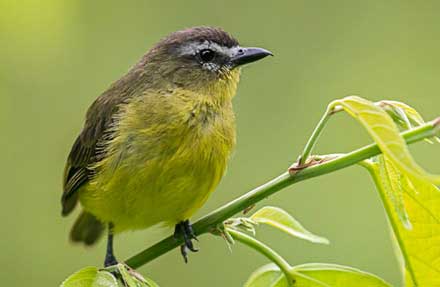 Brown-capped Tyrannulet 